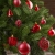 Brubaker 101-teiliges Set Weihnachtskugeln mit Baumspitze Rot Christbaumschmuck - 3