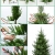 LSDRALOBPOI Weihnachtsbaum künstlich Christbaum Künstlicher Weihnachtsbaum mit Metallständer und 8 Beleuchtungsmodi 1013(Color:Green;Size:270cm) - 4