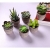 T4U 6er Set Mini Künstliche Sukkulenten Dekorative Kunstpflanze Bonsai mit Topf - Sammlung 1 - 4